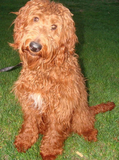 irish setter poodle mix puppies for sale