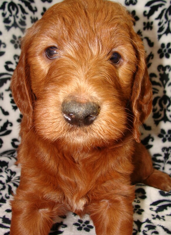 Dark red deals goldendoodle puppies