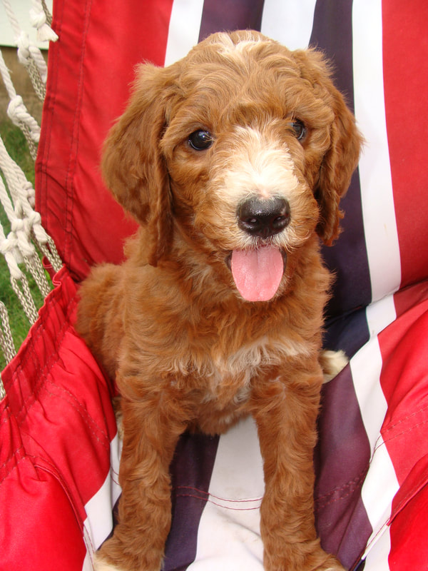 Puppies Irish Doodle & Goldendoodle Puppies For Sale Eagle Valley Puppies