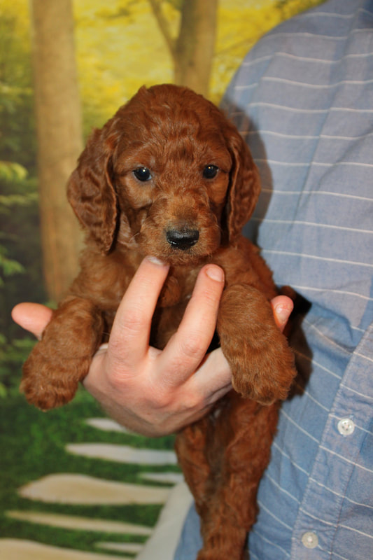 Puppies Irish Doodle & Goldendoodle Puppies For Sale Eagle Valley Puppies