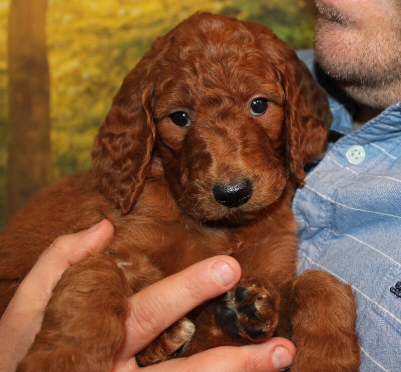 Puppies Irish Doodle & Goldendoodle Puppies For Sale Eagle Valley Puppies