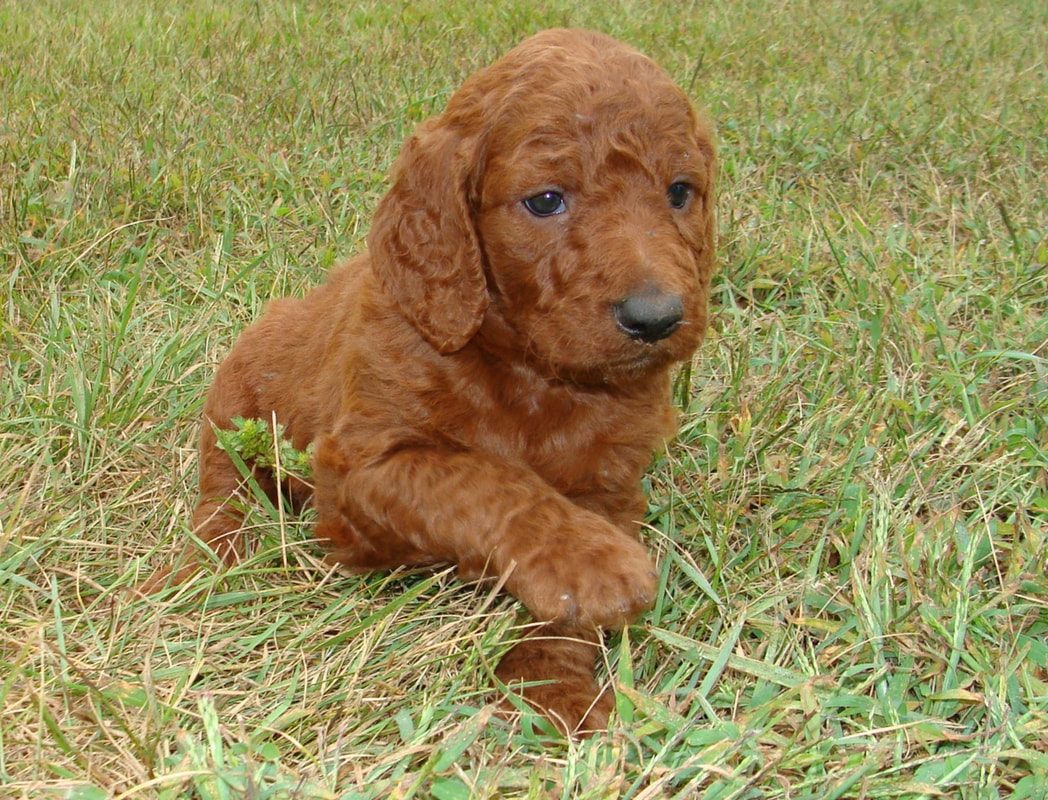 Pictures of our past Goldendoodle F1 & Irish Doodle F1B Puppies! 