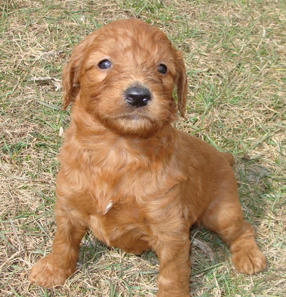 Puppies - Irish Doodle & Goldendoodle Puppies For Sale ...