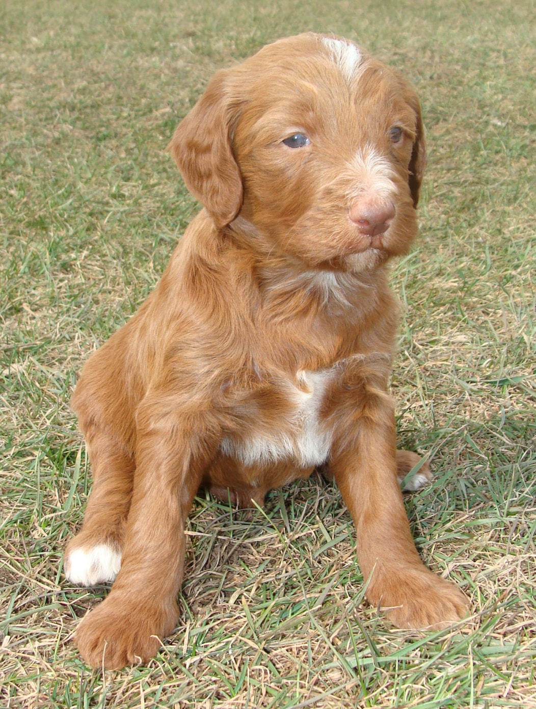 40 Best Pictures Irish Doodle Puppies For Sale Texas - Puppies - Irish Doodle & Goldendoodle Puppies For Sale ...