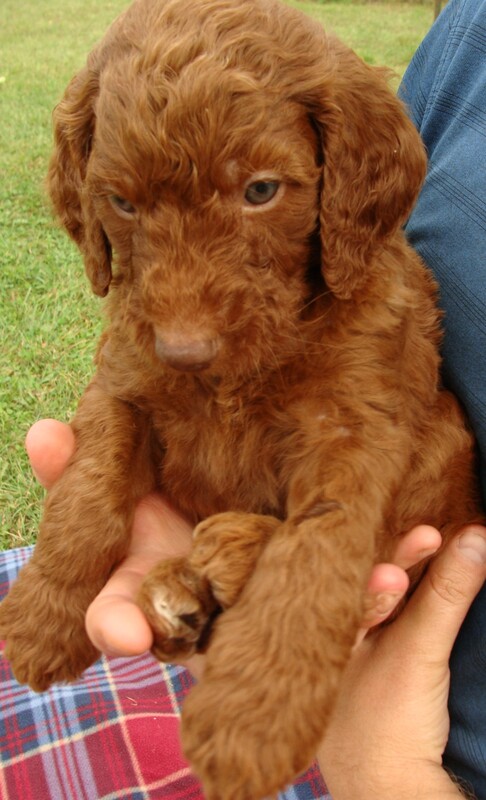 Goldendoodle store pink nose