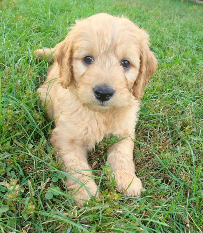 Pictures of our past Goldendoodle F1 & Irish Doodle F1B Puppies! 
