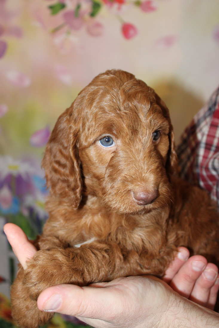 Dark red deals goldendoodle puppies