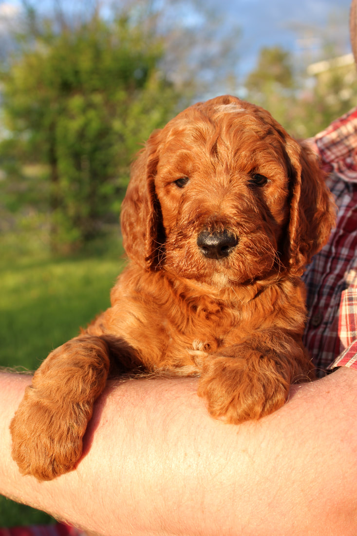 F1 red fashion goldendoodle puppies for